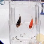 Aquarium Fish Tank Guppy Breeding Breeder Baby/Fry/Newborn Trap Box Hatchery-1261