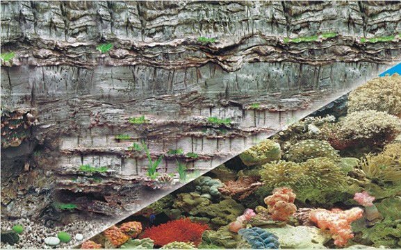 waterproof plastic double sizes aquarium background poster picture J65/J54-0
